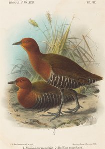 フィリピンの鳥 作： John Gerrard Keulemans