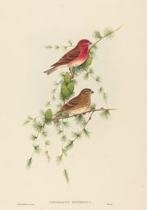 Carpodacus erythrinus Common Rose Finch。 作成者: ジョン・グールド、ヘンリー・コンスタンティン・リヒター。 作： John Gould and Henry Constantine Richter John Gould and Henry Constantine Richter