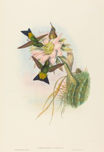 Eriocnemis vestitus Glowing Puff-Leg。 作成者: ジョン・グールド、ヘンリー・コンスタンティン・リヒター。 作： John Gould and Henry Constantine Richter John Gould and Henry Constantine Richter