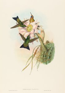 Eriocnemis vestitus Glowing Puff-Leg。 作成者: ジョン・グールド、ヘンリー・コンスタンティン・リヒター。 作： John Gould and Henry Constantine Richter John Gould and Henry Constantine Richter