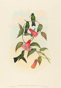 Eucephala smaragdocaerulea グールドのウッド ニンフ。 作成者: ジョン・グールド、ヘンリー・コンスタンティン・リヒター。