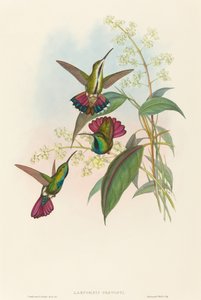 Lampornis prevosti.クリエイター。ジョン・グールド、ヘンリー・コンスタンティン・リヒター 作： John Gould and Henry Constantine Richter John Gould and Henry Constantine Richter