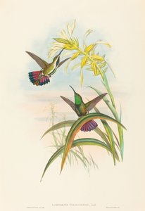 Lampornis veraguensis Veraguan マンゴー。 作成者: ジョン・グールド、ヘンリー・コンスタンティン・リヒター。 作： John Gould and Henry Constantine Richter John Gould and Henry Constantine Richter