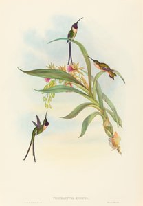 Tharmastura enicura Slender Shear-Tail。 作成者: ジョン・グールド、ヘンリー・コンスタンティン・リヒター。 作： John Gould and Henry Constantine Richter John Gould and Henry Constantine Richter