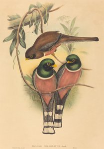 Trogan personatus、おそらく 18361838。作成者: John Gould、Henry Constantine Richter。 作： John Gould and Henry Constantine Richter John Gould and Henry Constantine Richter