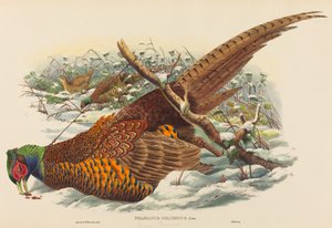 Phasianus colchicus リングネックのキジ。 クリエイター：ジョン・グールド、ウィリアム・マシュー・ハート。 作： John Gould, William Matthew Hart