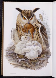 「ヨーロッパの鳥」からのカラフトフクロウと雛、1832-37年に出版 作： John Gould