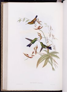 1849-61年に出版された、ハチドリ科のモノグラフ、またはハチドリの家族 作： John Gould