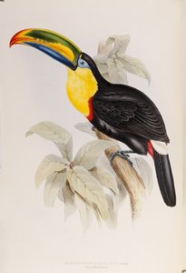 Ramphastidae、またはオオハシ科のモノグラフ、初版、1834年発行 作： John Gould
