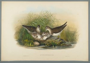 Actitis Hypoleucos-サマースナイプ（織り紙にカラーリソ） 作： John Gould