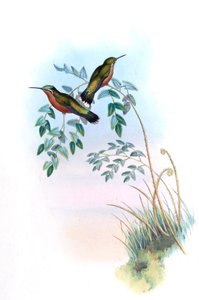 Adelomyia castaneiventris = Lampornis castaneoventris 作： John Gould