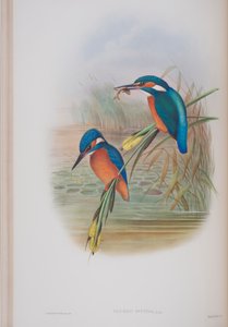 アルセドイスピダ、ジョングールド著英国の鳥のプレート、1862〜73年公開（手彩色のリソ） 作： John Gould