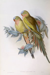 アレクサンドラのオウム（Polytelis alexandrae）、ジョン・グールドによるエングレーヴィング