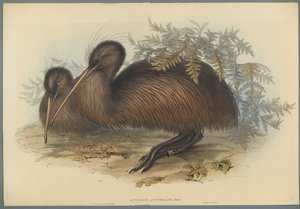 Apteryx Australis（織り紙のカラーリソ） 作： John Gould