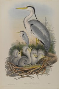 アルデーアシネレア-ヘロン 作： John Gould