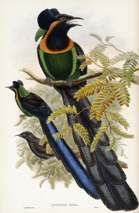 Arfak Astrapia 作： John Gould