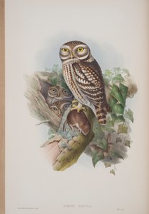 ジョングールドによる英国の鳥のプレートからのアテネノクトゥア、1862〜73年公開（手彩色のリソ）