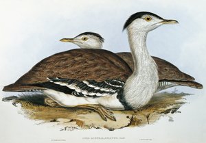 オーストラリアンバスターズ 作： John Gould