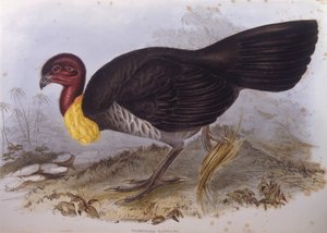 オーストラリアのブラッシュターキー（Alectura lathami）、ジョン・グールドによるエングレーヴィング 作： John Gould