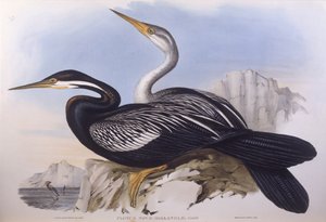 オーストラリアンダーター（Anhinga novaehollandiae）、ジョン・グールドによるエングレーヴィング