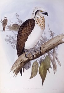 オーストラリアのミサゴ（Pandion haliaetus cristatus）、ジョン・グールド氏によるエングレーヴィング 作： John Gould