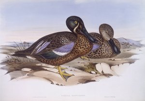 オーストラリアのハシビロコウ（Anas rhynchotis）、ジョン・グールドの版画 作： John Gould