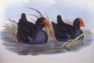 オーストラリアン・スワムフェン（Porphyrio melanotus）、ジョン・グールドの版画