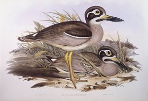 Beach thick-knee (Esacus magnirostris or Burhinus giganteus), Engraving by John Gould 作： John Gould