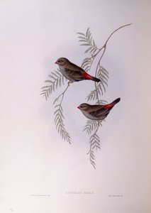 美しいファイアテイル（Stagonopleura bella）、ジョン・グールドによるエングレーヴィング 作： John Gould