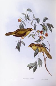 ベルミネーター（Mannorina melanophrys）、ジョン・グールドによるエングレーヴィング 作： John Gould