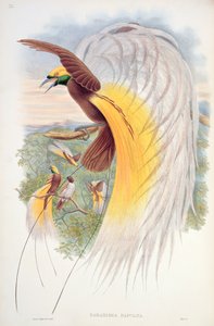 「ニューギニアの鳥」からの極楽鳥 作： John Gould