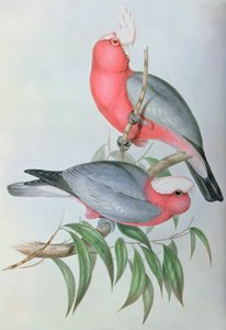 アジアの鳥 作： John Gould