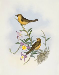 クロシナガヒヨドリ（Stachyris pyrrhops）、ジョン・グールドによるエングレーヴィング 作： John Gould