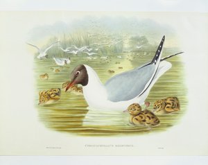 ユリカモメ（Larus ridibundus）、ジョン・グールド、ウィリアム・ハート、H・C・リヒターによるエングレーヴィング 作： John Gould
