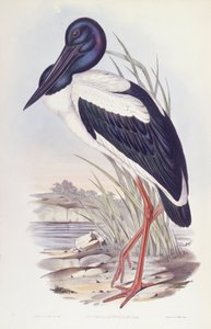 コウノトリ（Ephippiorhynchus asiaticus）、ジョン・グールドによるエングレーヴィング 作： John Gould