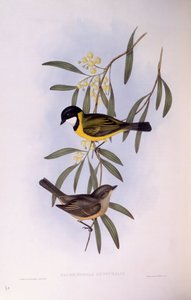 ウグイス嬢（Pachycephala melanura）、ジョン・グールドの版画 作： John Gould