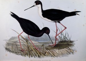 セイタカクチマガリ（Himantopus novaezelandiae）、「Birds of Australia」の刻印 作： John Gould