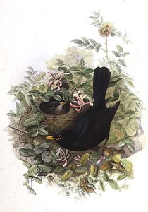 黒い鳥 作： John Gould