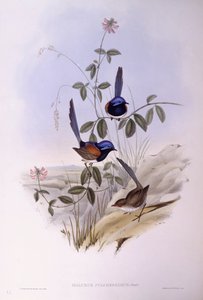 ブルーブレスト・フェアリーライトン（Malurus pulcherrimus）、ジョン・グールドによるエングレーヴィング 作： John Gould