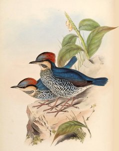 ブルーピッタピッタシアニアブライス 作： John Gould