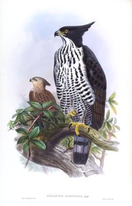 ブライスホークイーグルNisaetus alboniger（Gmelin） 作： John Gould