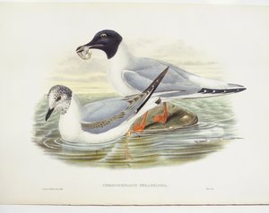 ボナパルトカモメ（Larus philadelphia）、イラスト