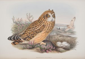 Brachyotus Palustris、ジョングールド著英国の鳥のプレート、1862〜73年公開（手塗りのリソ） 作： John Gould