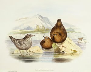 ブラウンディッパー（Cinclus pallasii）、ジョン・グールドによるエングレーヴィング 作： John Gould