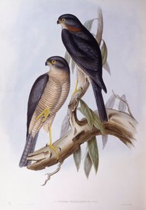 ブラウンディッパー（Cinclus pallasii）、ジョン・グールドによるエングレーヴィング 作： John Gould