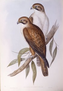 茶色いハヤブサ（Falco berigora occidentalis）、ジョン・グールドによる彫刻 作： John Gould