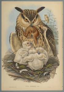 Bubo Maximus：フクロウ（織り紙にカラーリソ） 作： John Gould