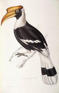 ブセロス掘削機 作： John Gould
