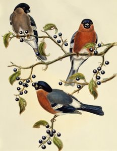 ブルフィンチ（Pyrrhula pyrrhula）、ジョン・グールド（1804-1881）による彫刻。イギリス 作： John Gould
