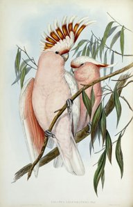 Leadbeateri Cockatoo、1848-1869